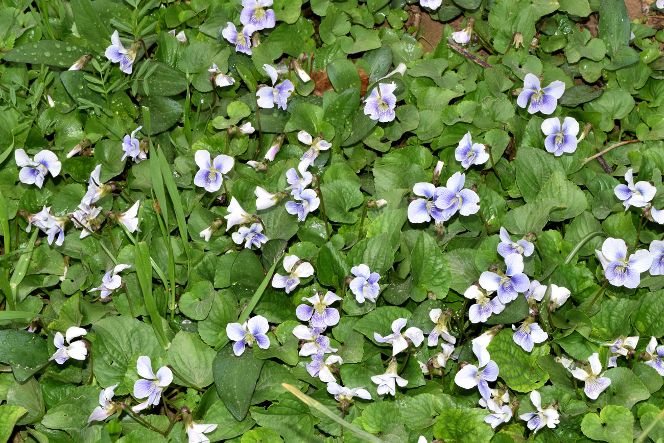 Image of Viola sororia f. priceana specimen.