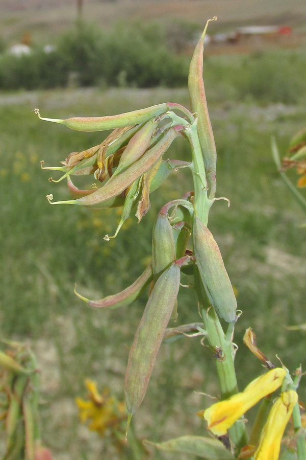 Image of Corydalis stricta specimen.