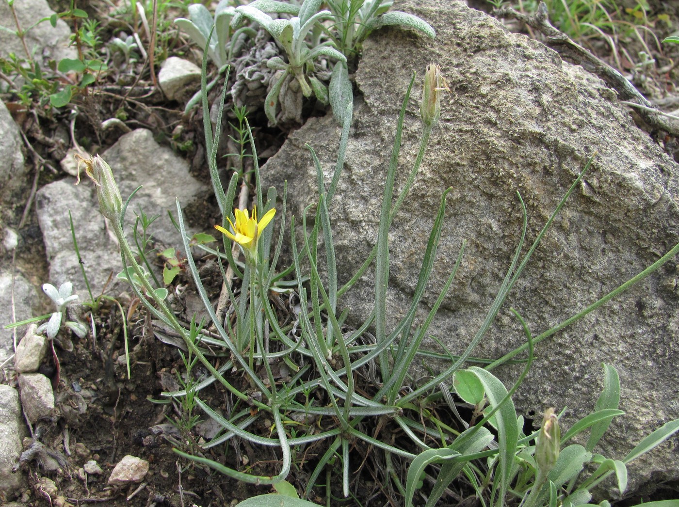 Image of Scorzonera filifolia specimen.