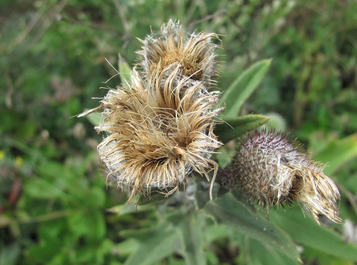 Изображение особи Cirsium euxinum.