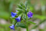 Pulmonaria mollis