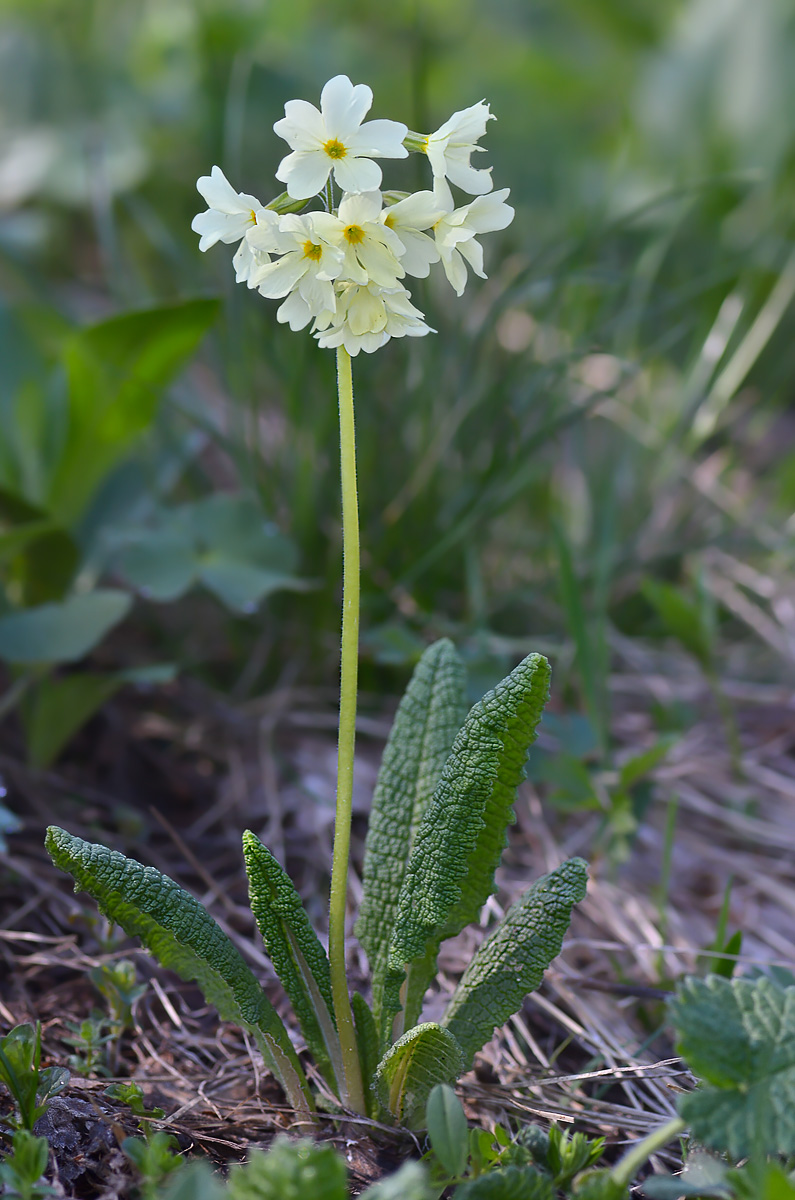 Image of Primula ruprechtii specimen.