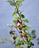 Cotoneaster melanocarpus. Часть ветви с плодами разной степени зрелости. Челябинская обл., Миасский гор. округ, берег оз. Тургояк, луговой склон. 05.08.2019.