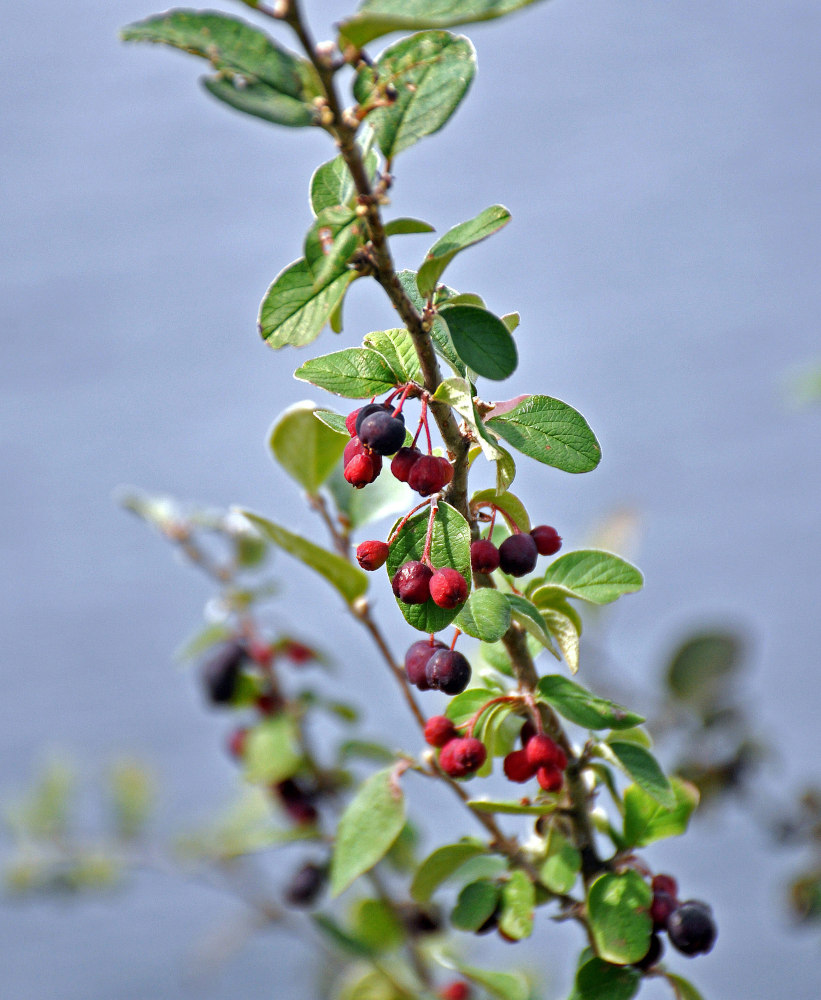 Изображение особи Cotoneaster melanocarpus.