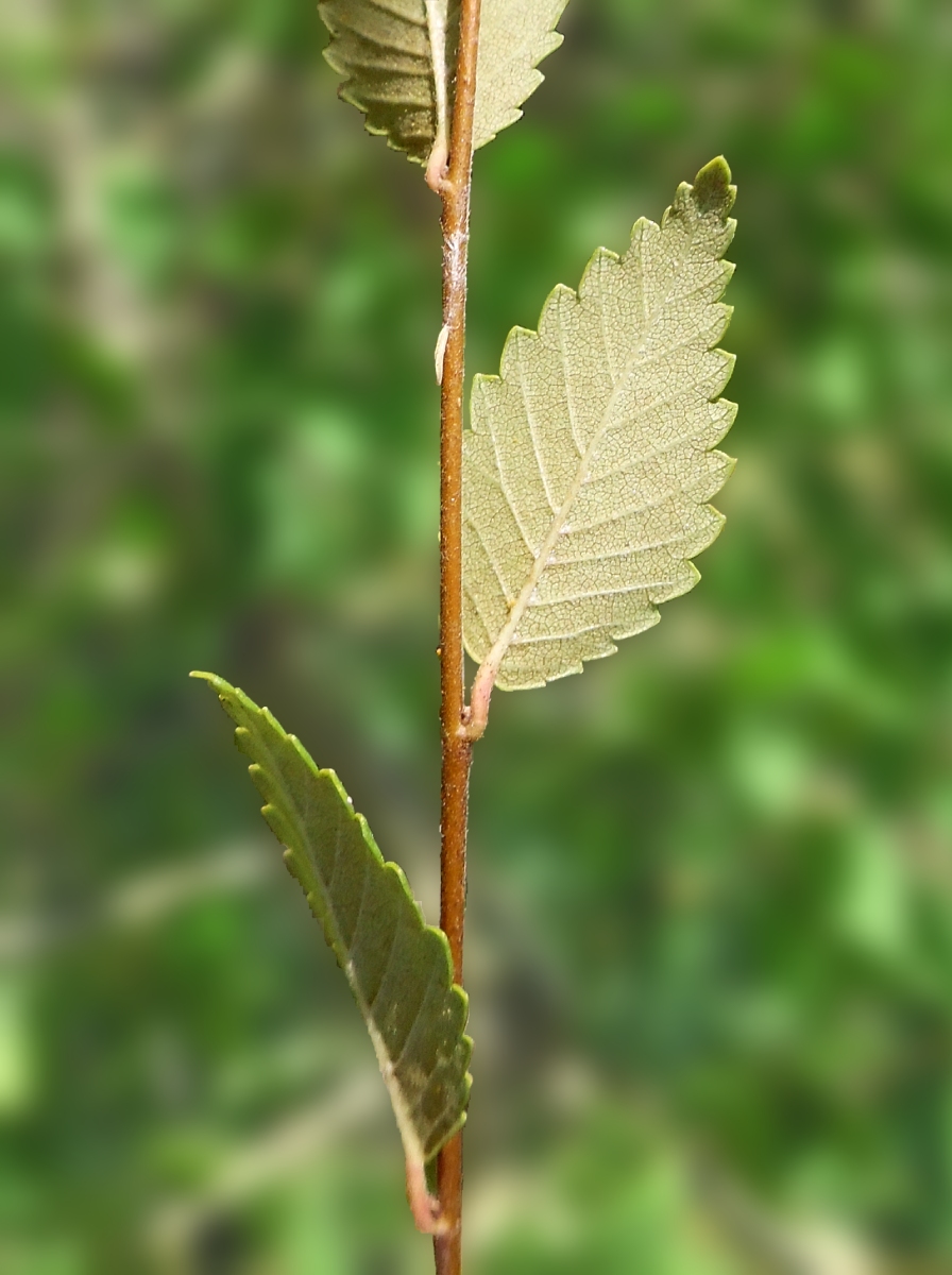 Изображение особи Ulmus pumila.