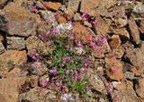 Silene armeria