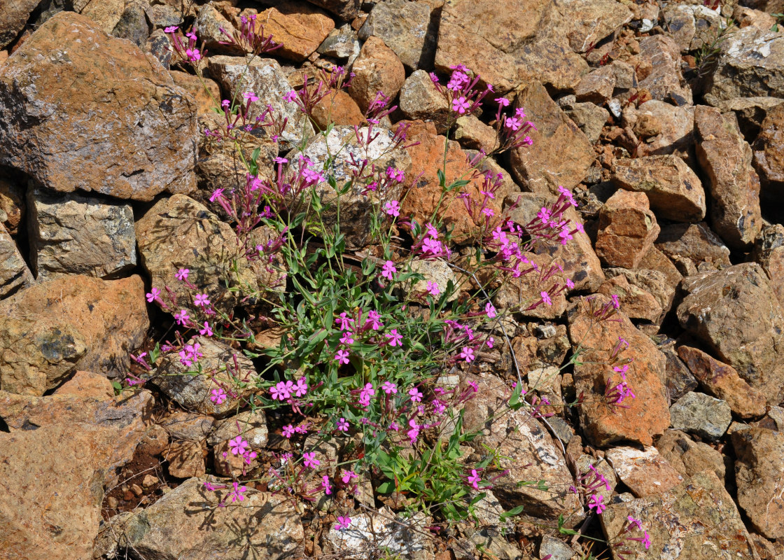 Image of Silene armeria specimen.