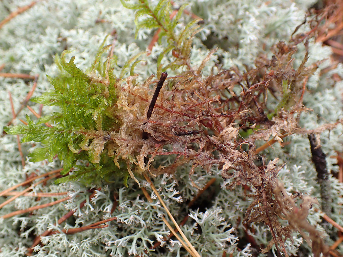 Image of Pleurozium schreberi specimen.