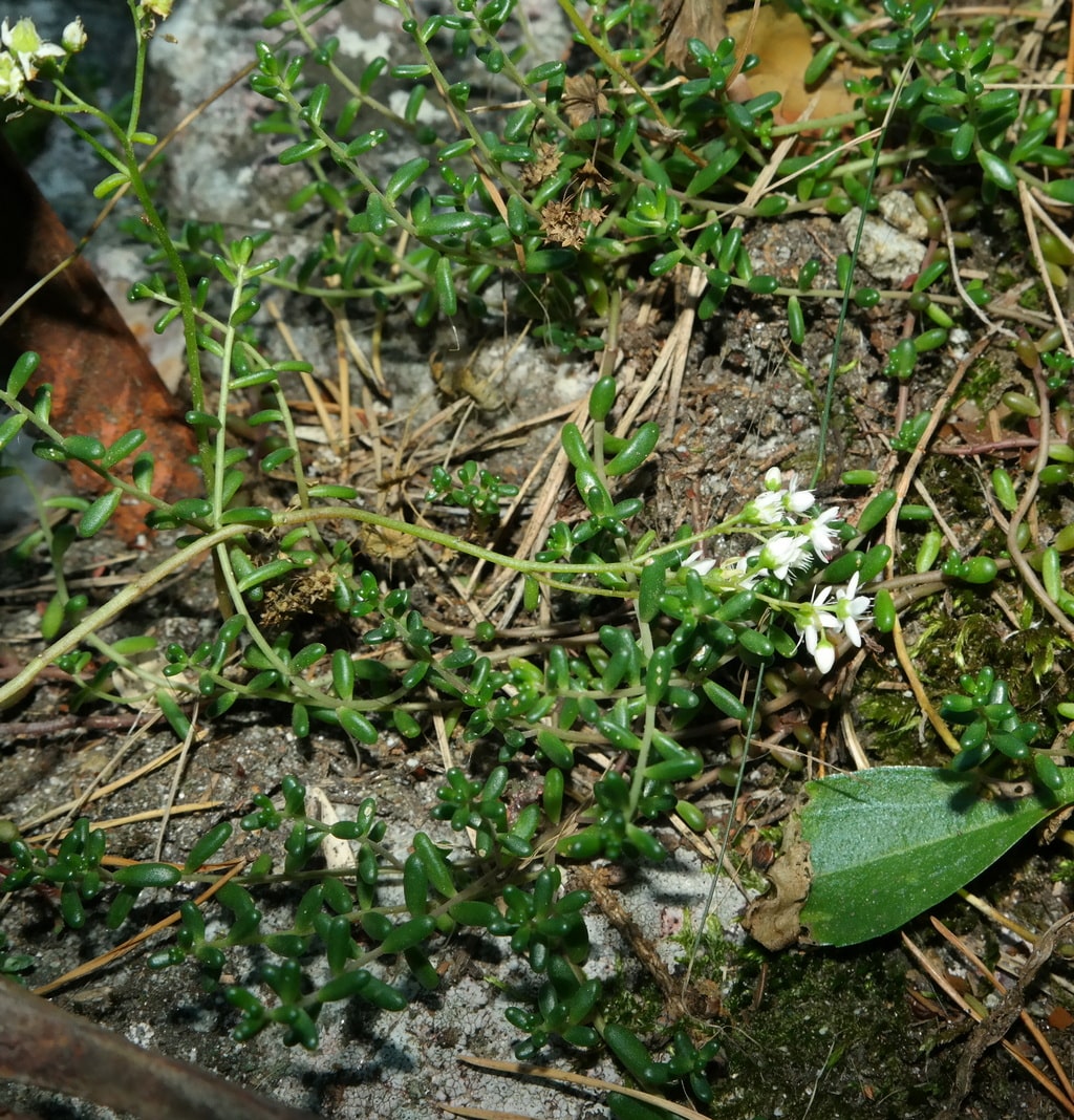 Image of genus Sedum specimen.