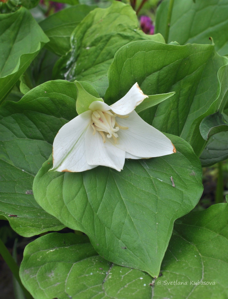 Image of Trillium flexipes specimen.