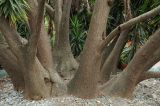 Yucca gigantea