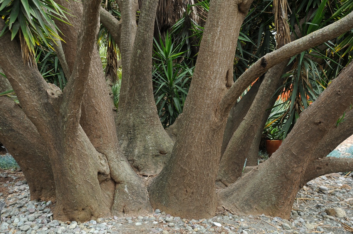 Image of Yucca gigantea specimen.