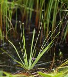 Eriocaulon chinorossicum