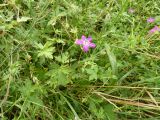 Geranium palustre