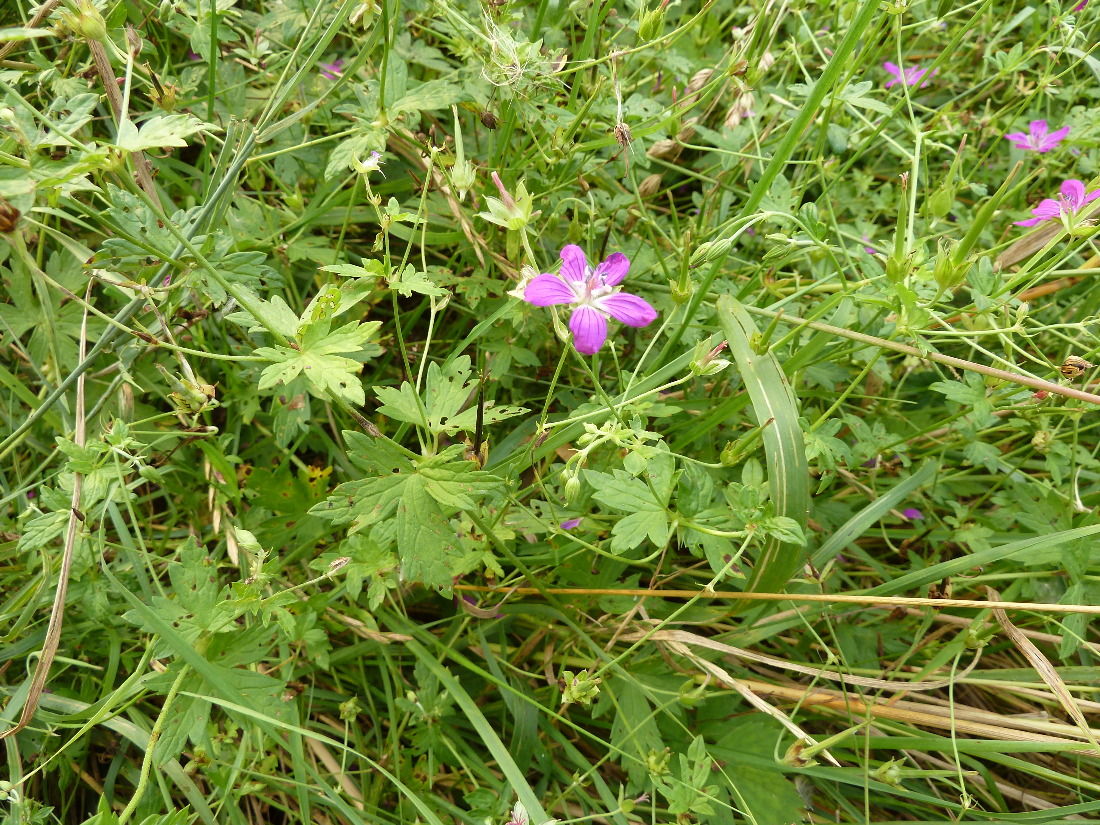 Изображение особи Geranium palustre.