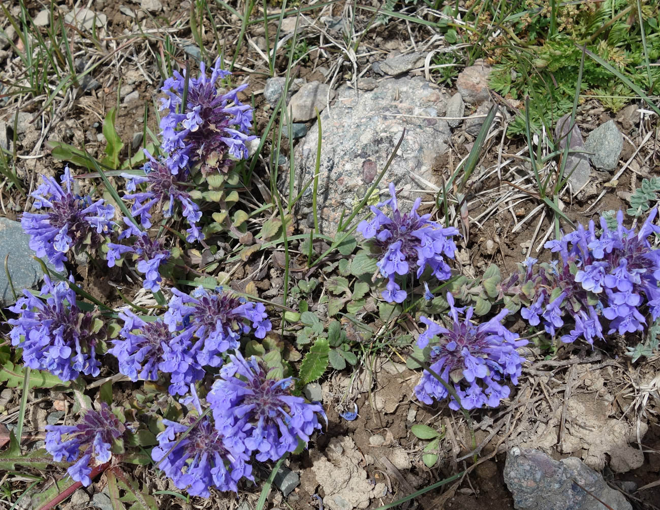 Image of Dracocephalum nutans var. alpinum specimen.