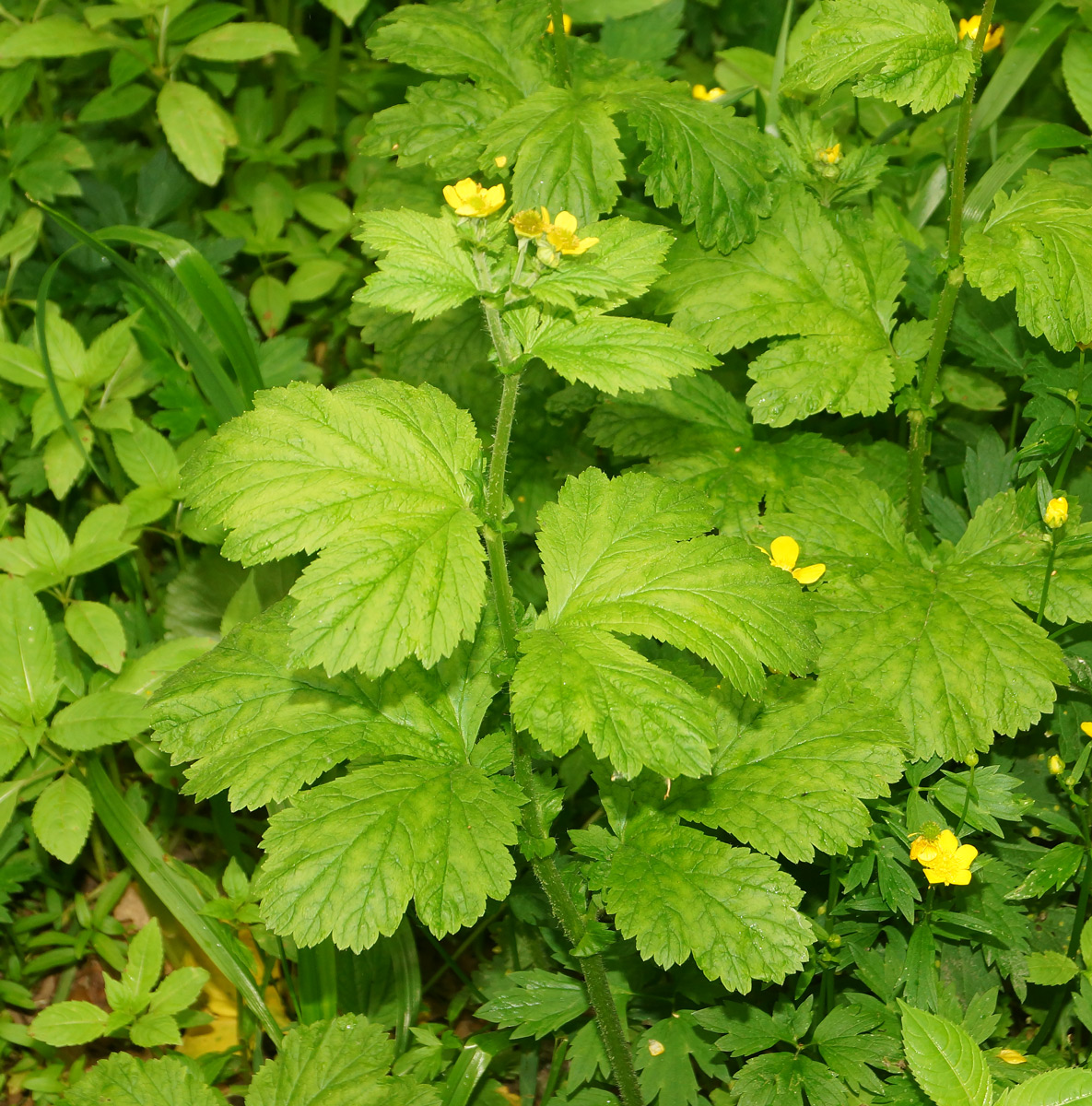 Изображение особи Geum macrophyllum.