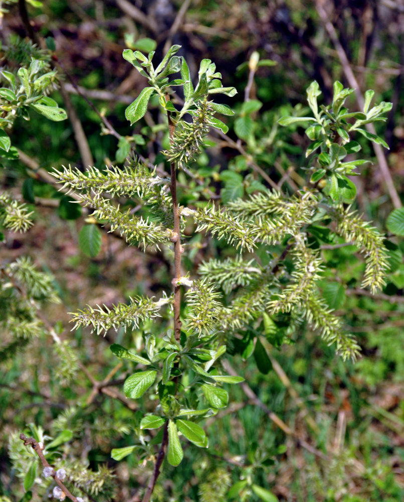 Image of Salix cinerea specimen.