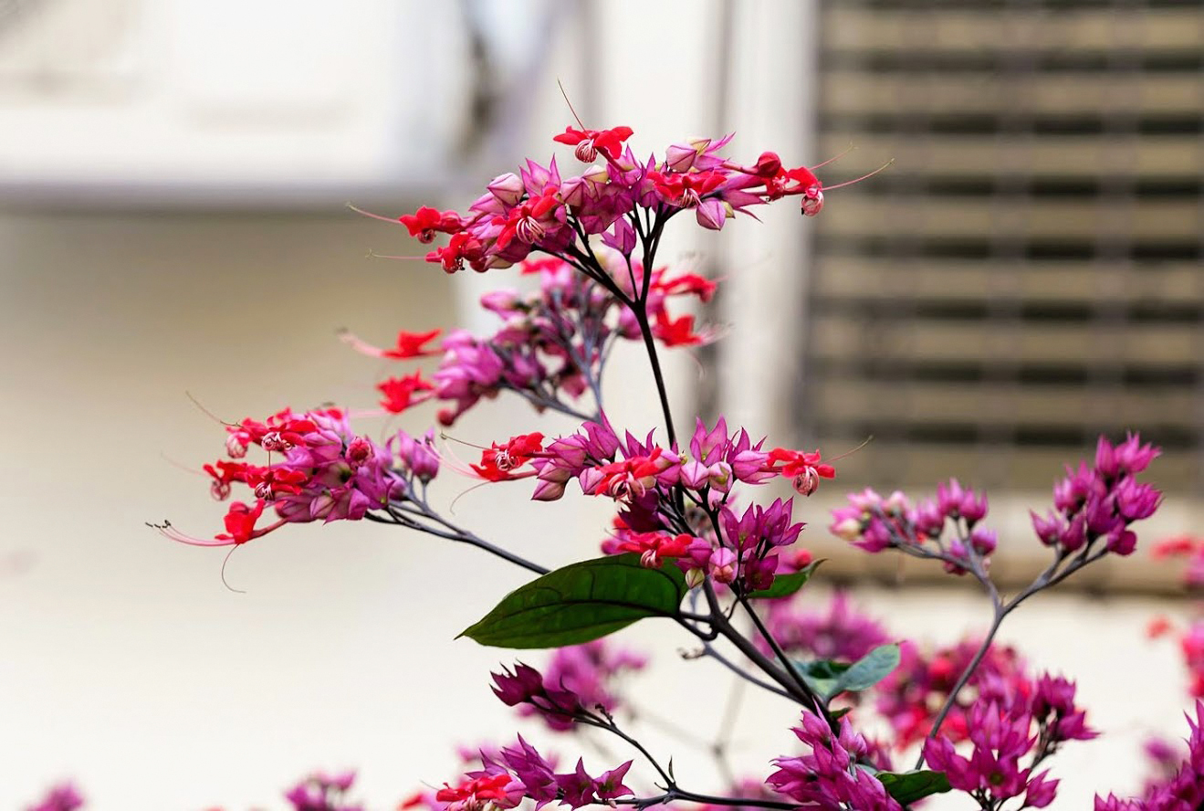 Изображение особи Clerodendrum splendens.