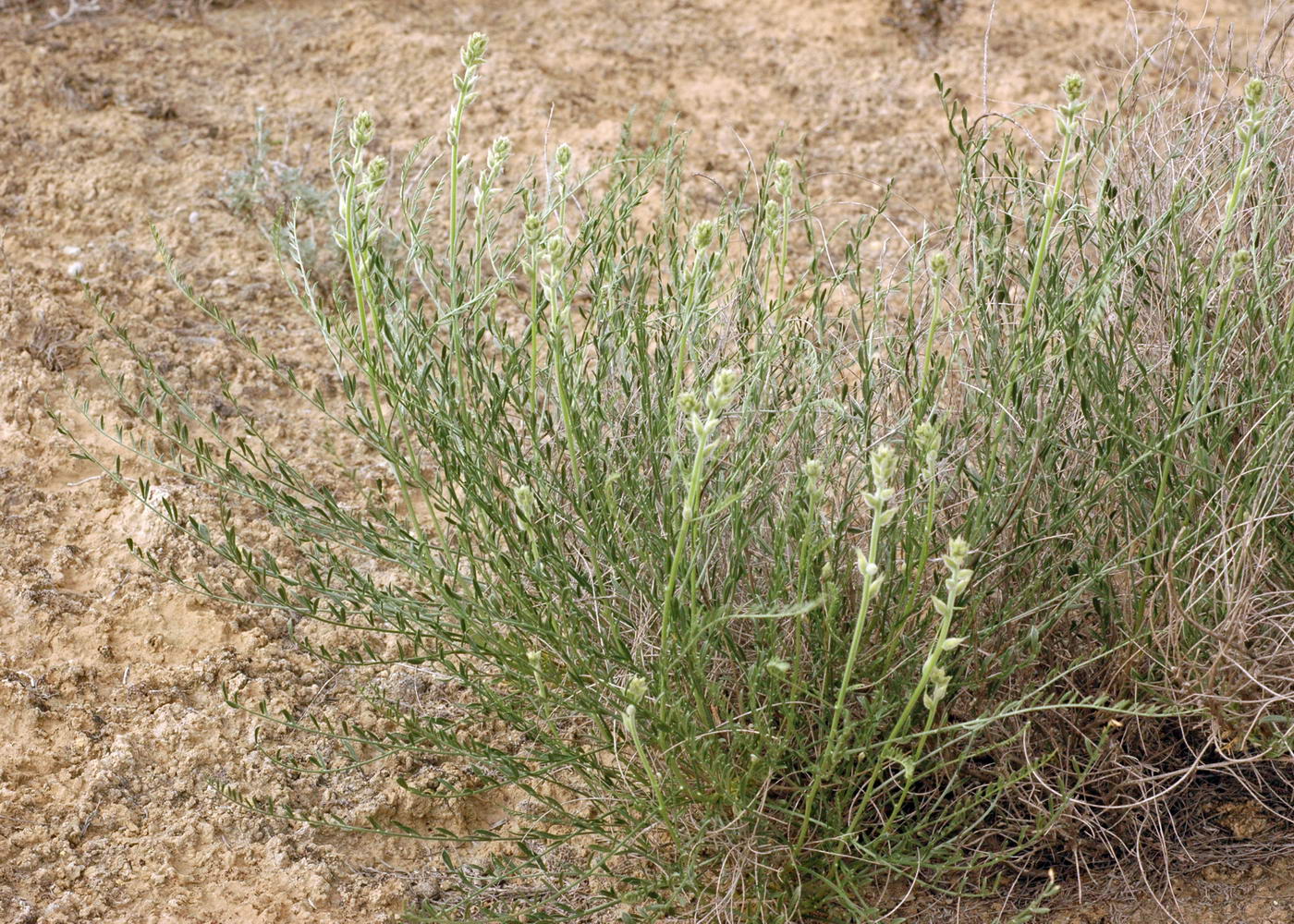 Изображение особи Ammothamnus songoricus.