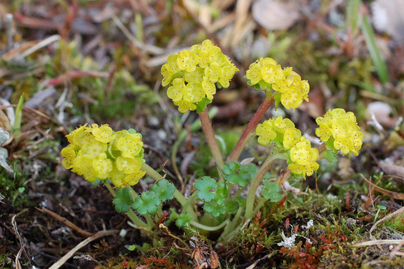 Image of Chrysosplenium wrightii specimen.