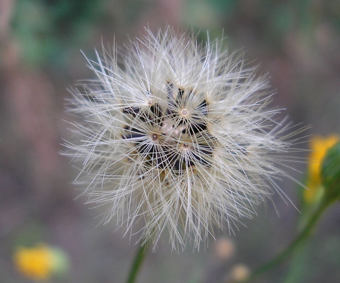 Изображение особи Hieracium pervagum.