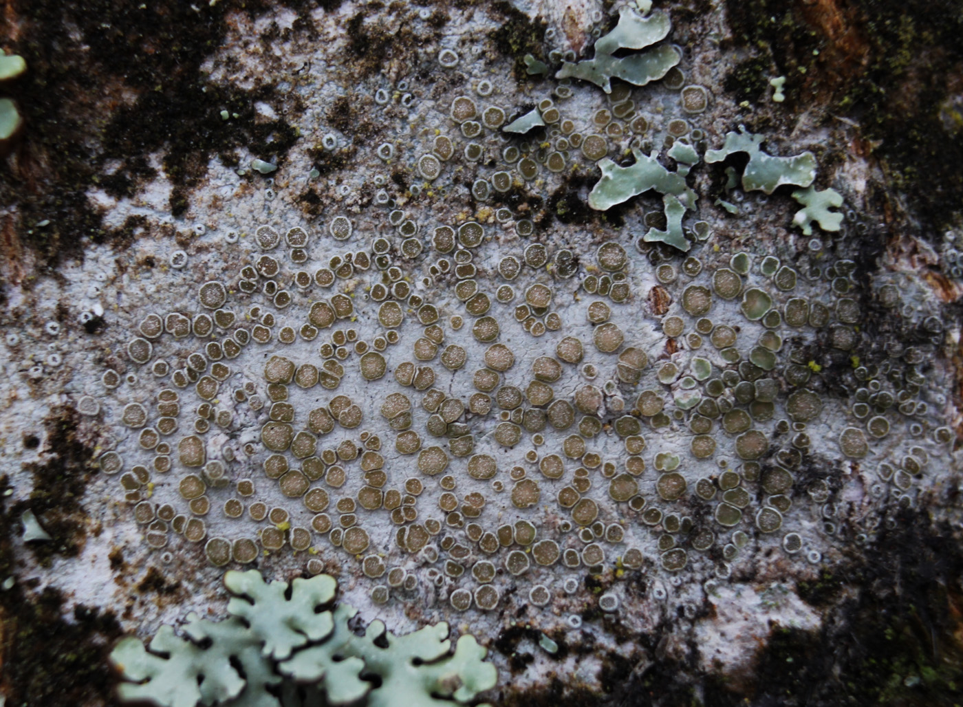 Изображение особи Lecanora carpinea.