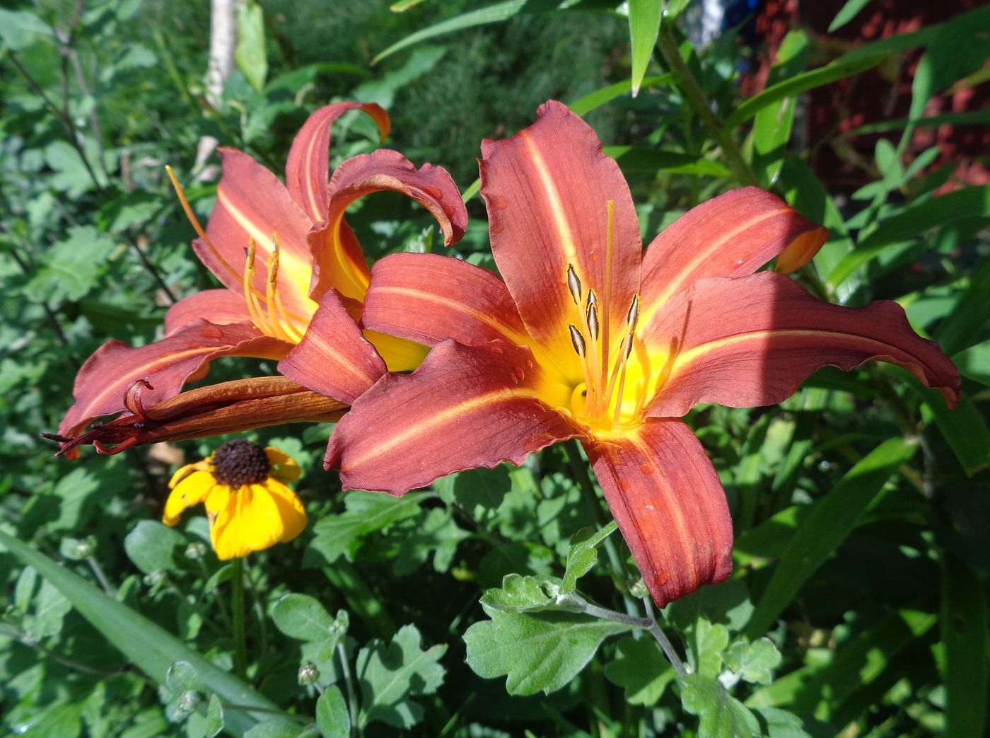 Image of Hemerocallis × hybrida specimen.