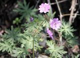 Geranium transversale