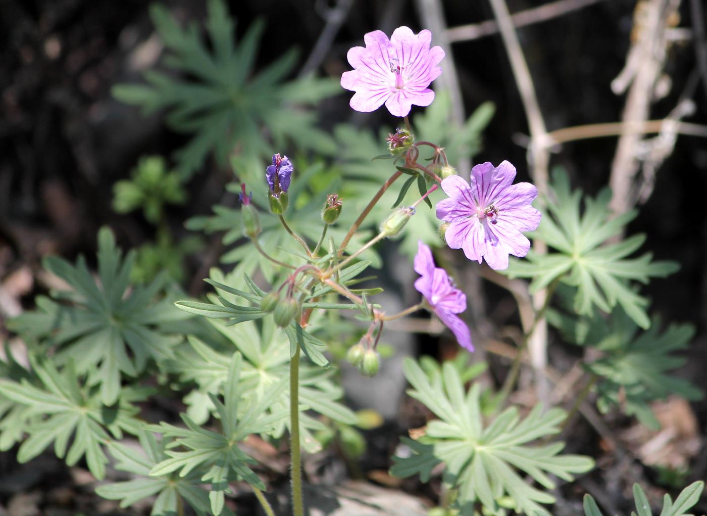 Image of Geranium transversale specimen.