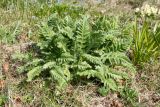 Papaver setiferum