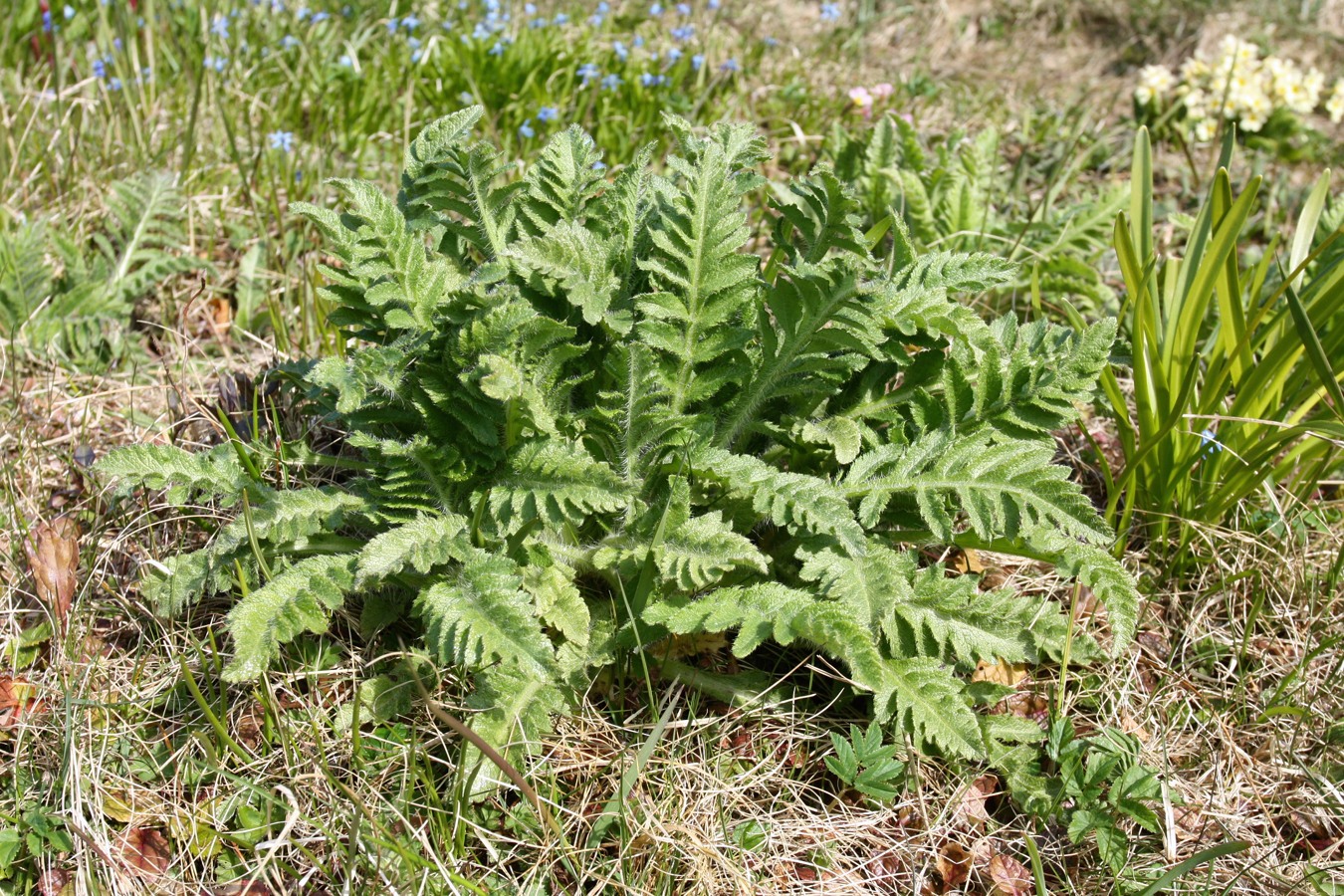 Image of Papaver setiferum specimen.