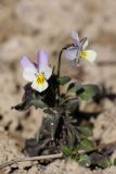 Viola tricolor. Цветущее растение. Карельский перешеек, окр. Сертолово, на краю поля. 10.05.2020.