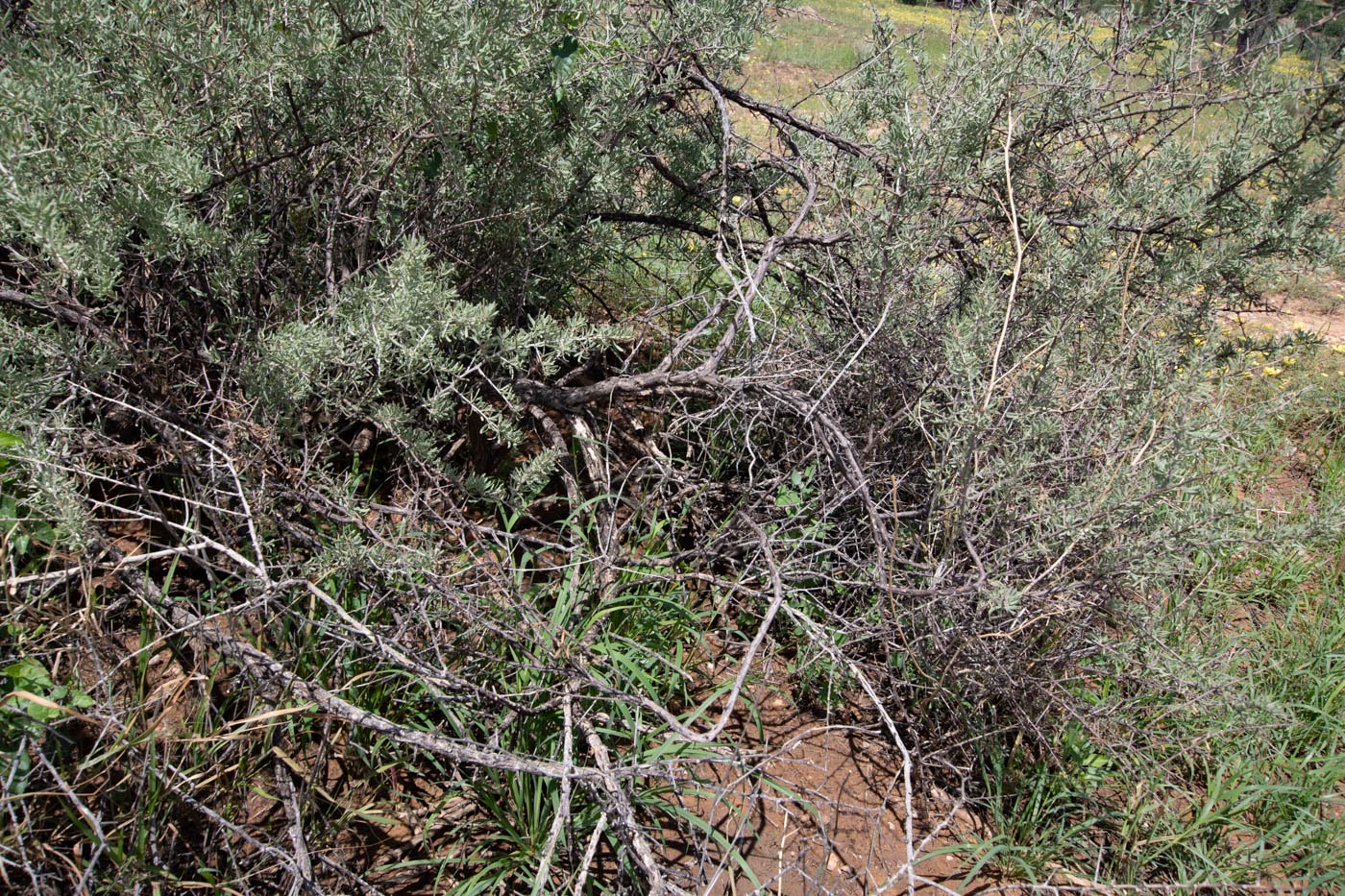 Image of Lycium bosciifolium specimen.