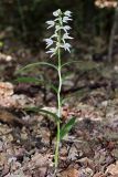 Cephalanthera longifolia