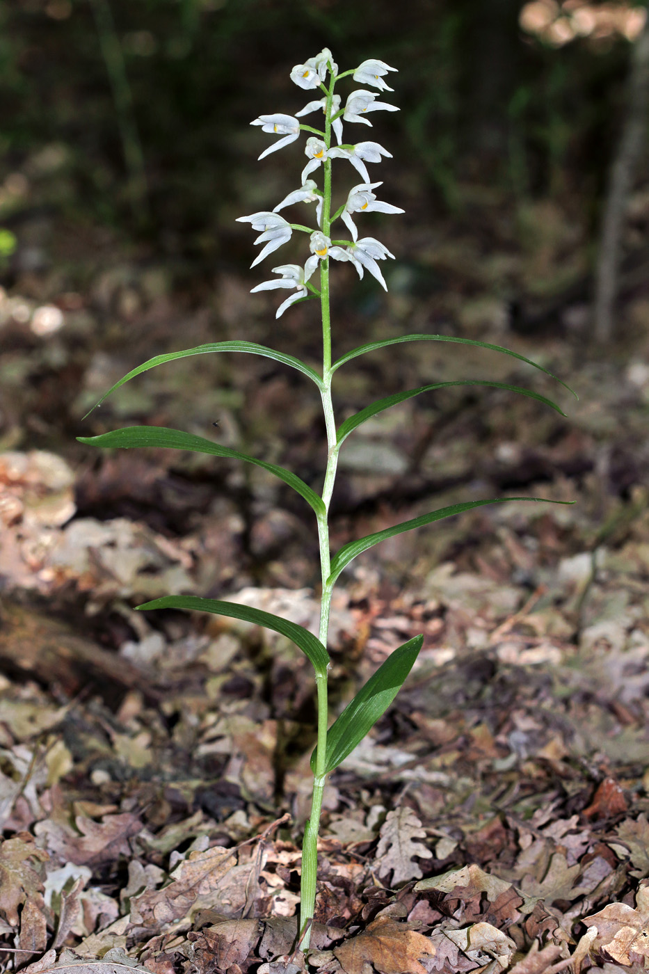 Image of Cephalanthera longifolia specimen.