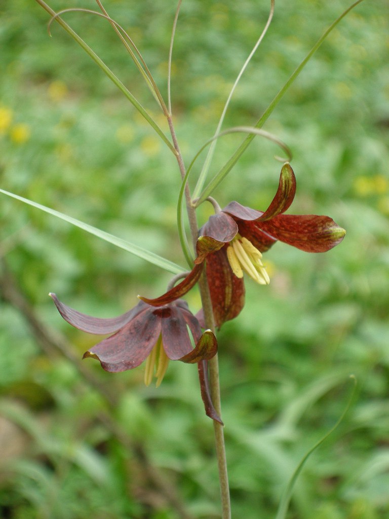 Изображение особи Fritillaria ruthenica.