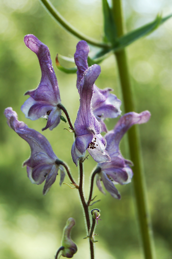 Image of Aconitum septentrionale specimen.