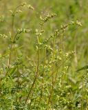 Galium