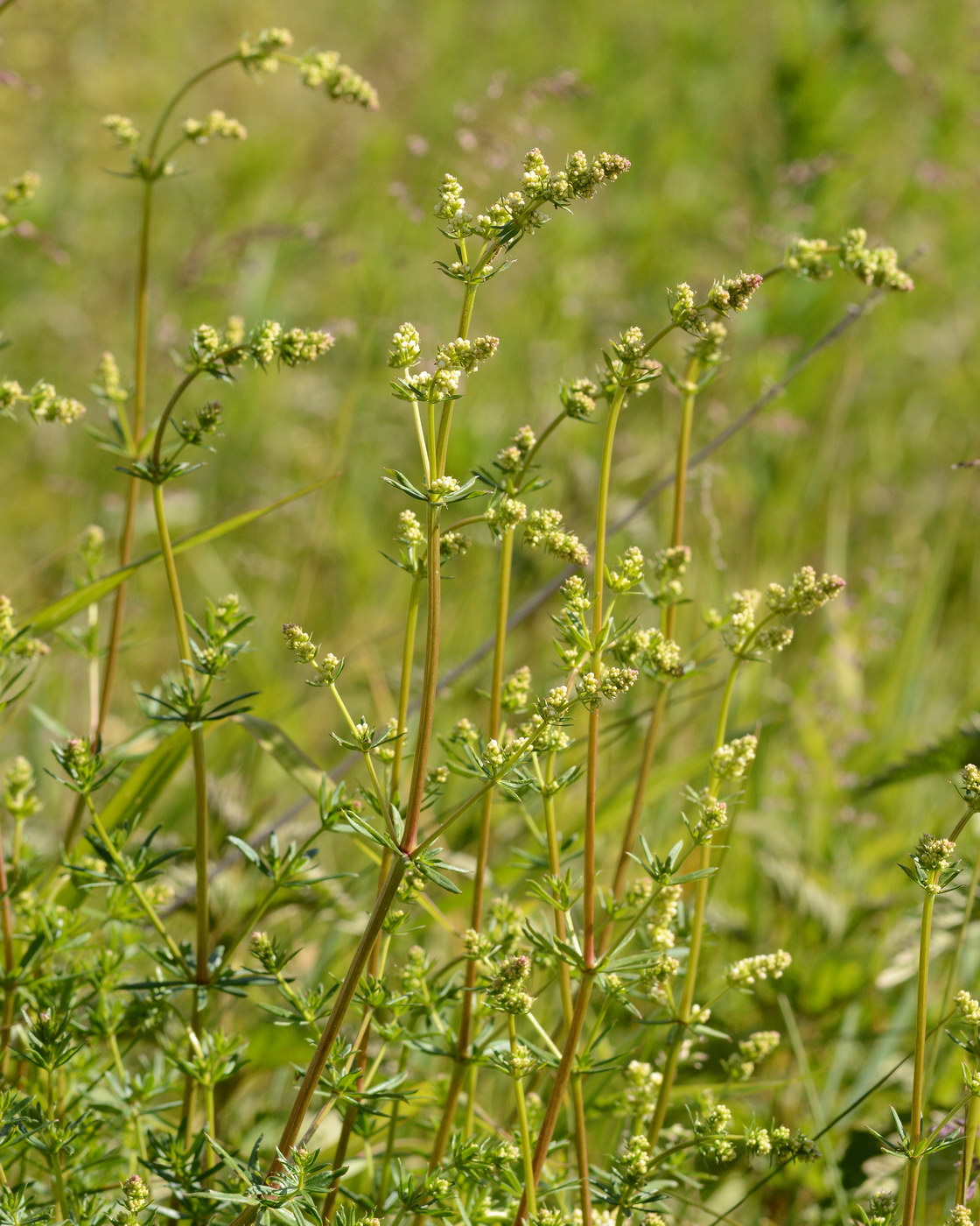 Изображение особи род Galium.