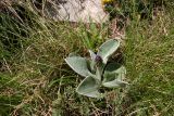 Centaurea achtarovii