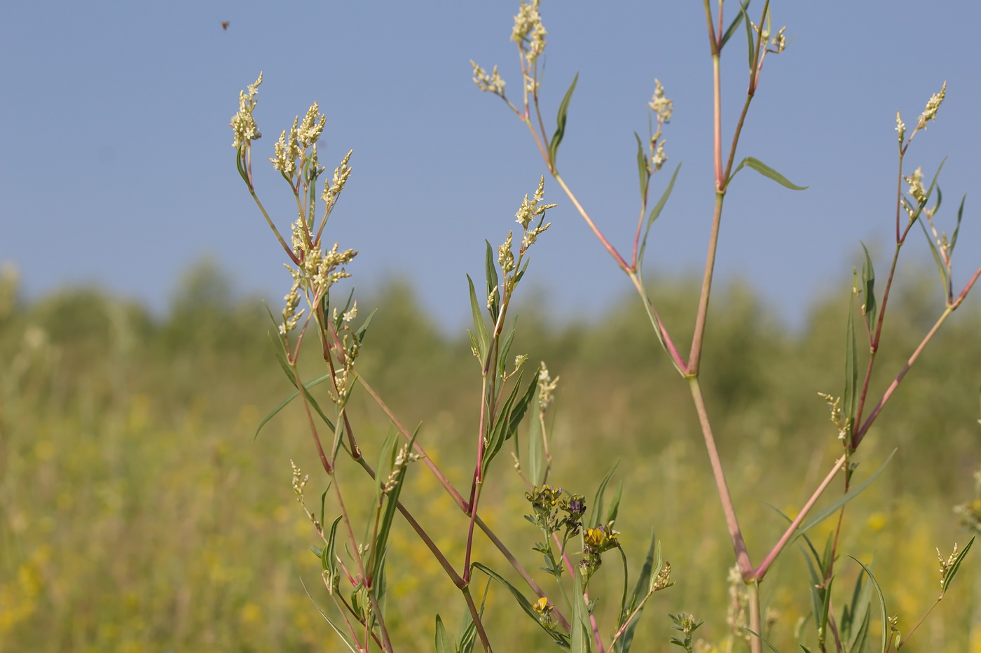 Image of Aconogonon divaricatum specimen.