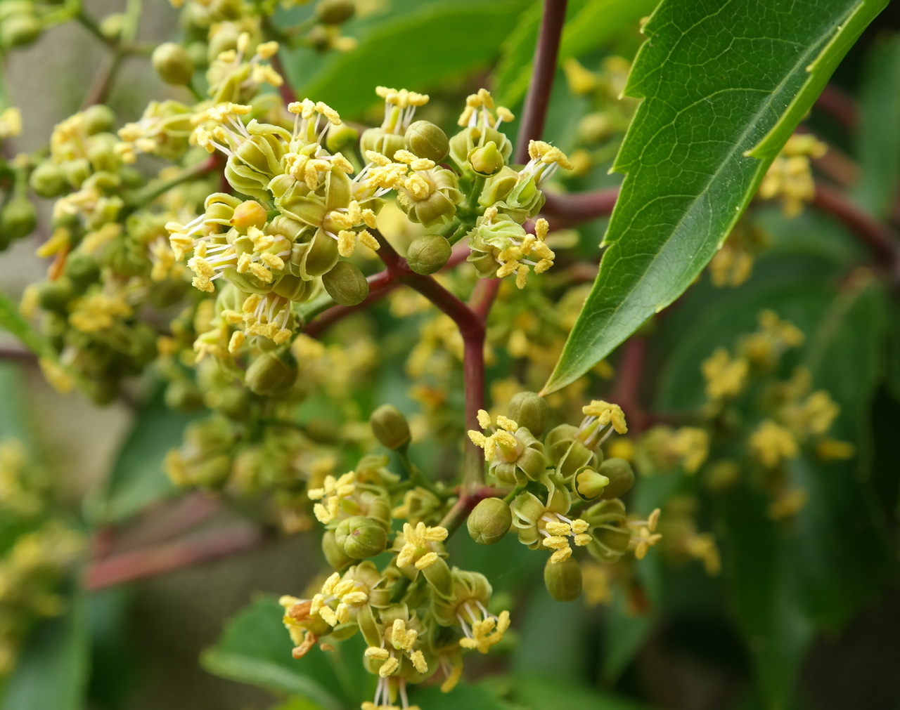 Изображение особи Parthenocissus quinquefolia.