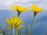 Tragopogon filifolius. Верхушки побегов с соцветиями. Краснодарский край, Апшеронский р-н, гора Черногор, платообразная вершина, ≈ 1750 м н.у.м., карст. 27.06.2020.