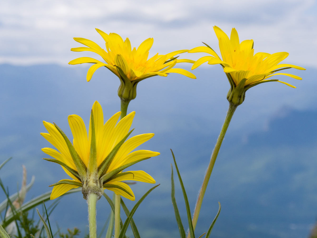 Image of Tragopogon filifolius specimen.