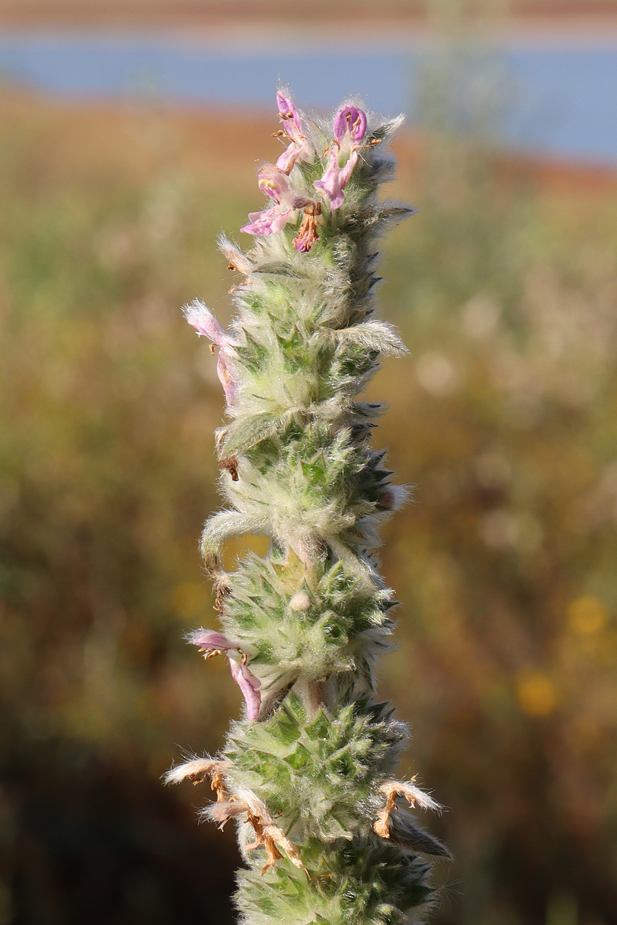 Image of Stachys germanica specimen.