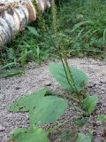 Plantago major. Плодоносящее растение. Московская обл., окр. г. Чехов, лиственный лес. 17.07.2010.