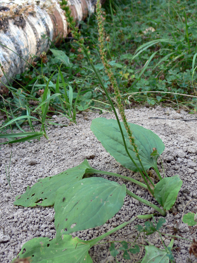 Изображение особи Plantago major.