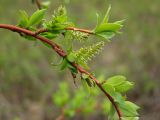 Salix dshugdshurica. Часть ветви с женскими соцветиями. Магаданская обл., окр. г. Магадан, нижнее течение р. Магаданка, в разреженном ивняке. 07.06.2019.