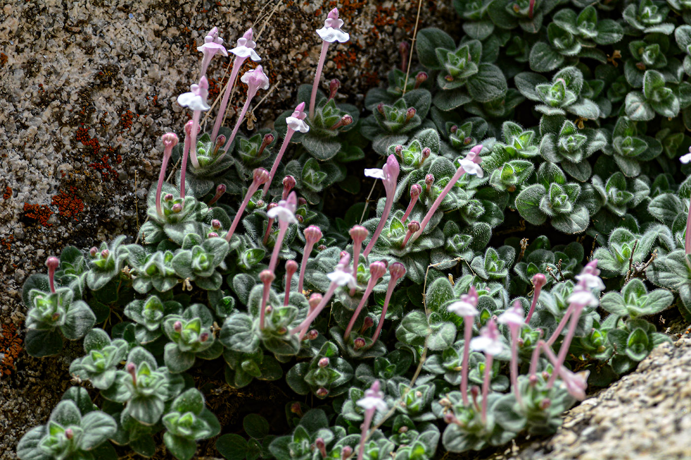 Изображение особи Scutellaria leptosiphon.